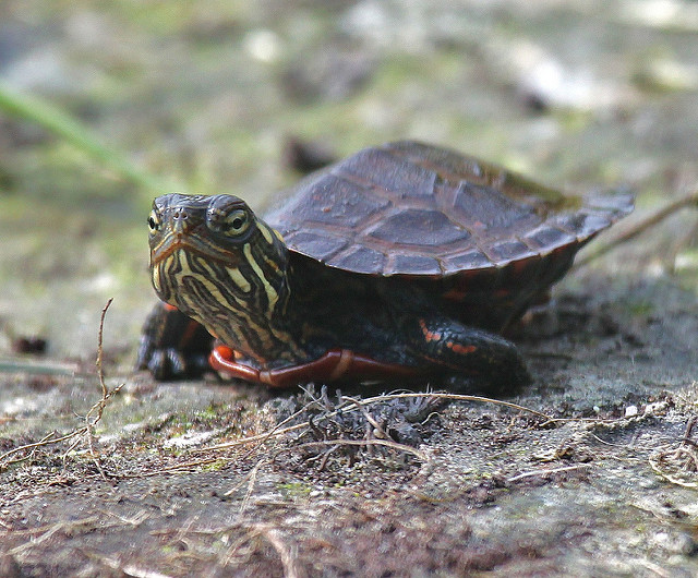 BPA can Reprogram the Brain, Changing Sexual Behavior of Turtles